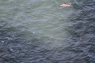 Missing Picture